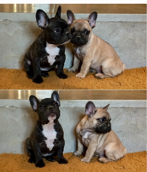Chiot Bouledogue français The Story Of My Life